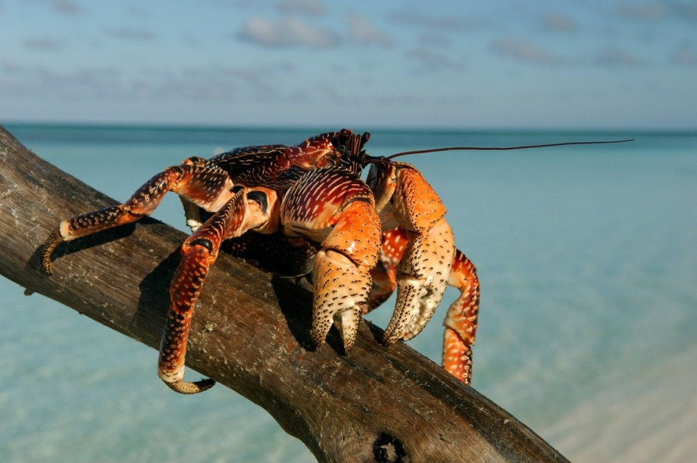 Uhvatio raka većeg od praseta! (FOTO)