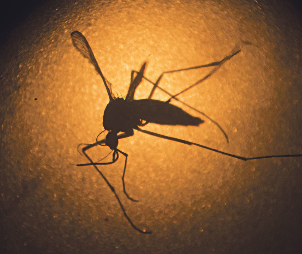 Uradite ovo i komarci će pobeći iz vašeg okruženja