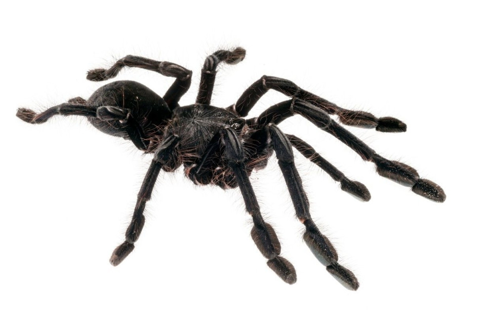 Najstarijeg pauka na svetu ubila osa!