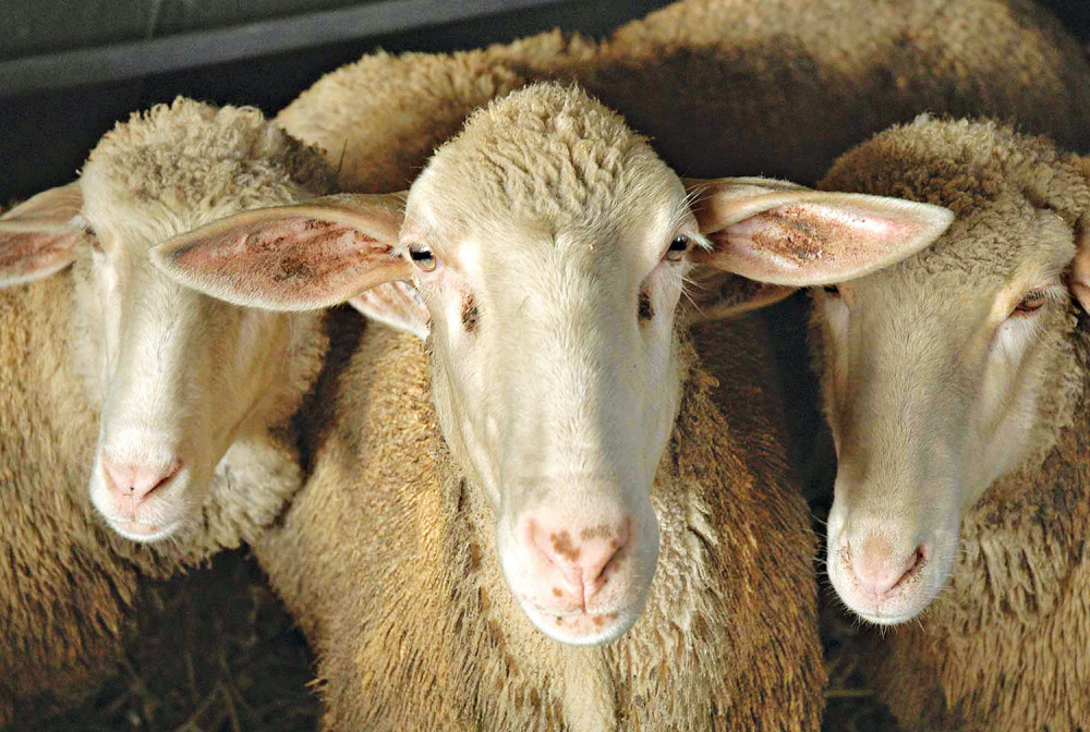 Vukovi poklali pola stada ovaca!