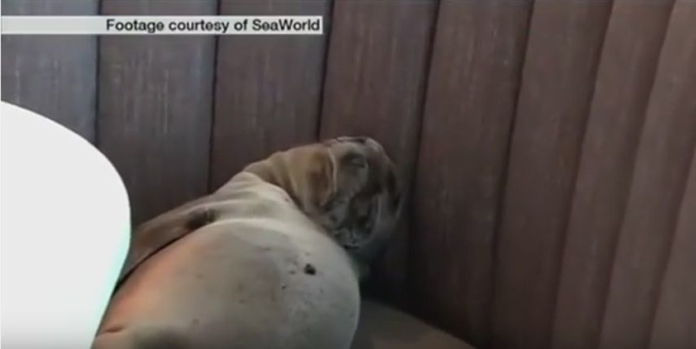 Morska lavica spava u restoranu (VIDEO)