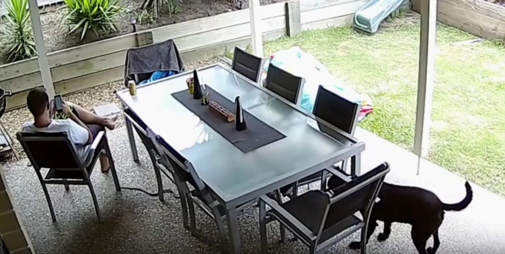 Pas spasao gazdu od zmije otrovnice (VIDEO)