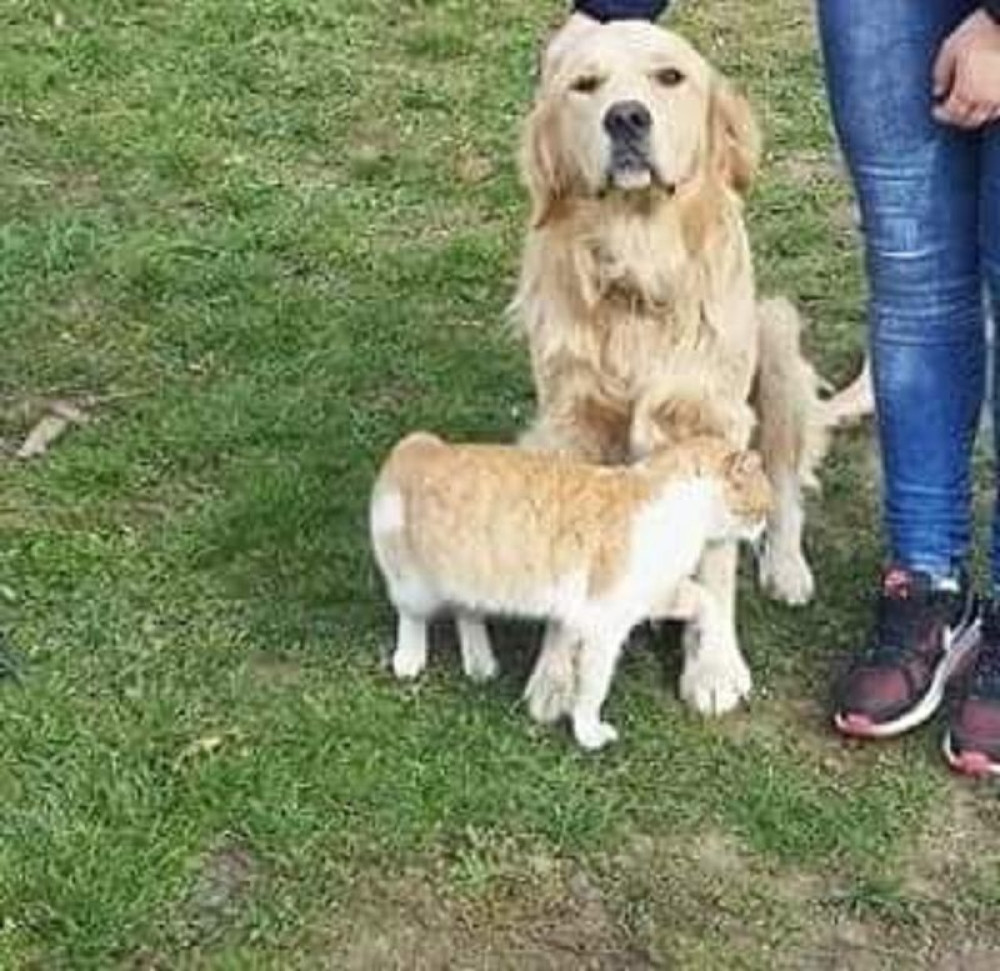 Trovač životinja u selu kod Kraljeva