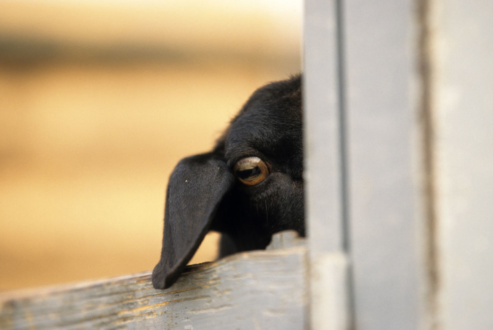 Koza uz kauciju puštena da se brani sa slobode! (FOTO + VIDEO)