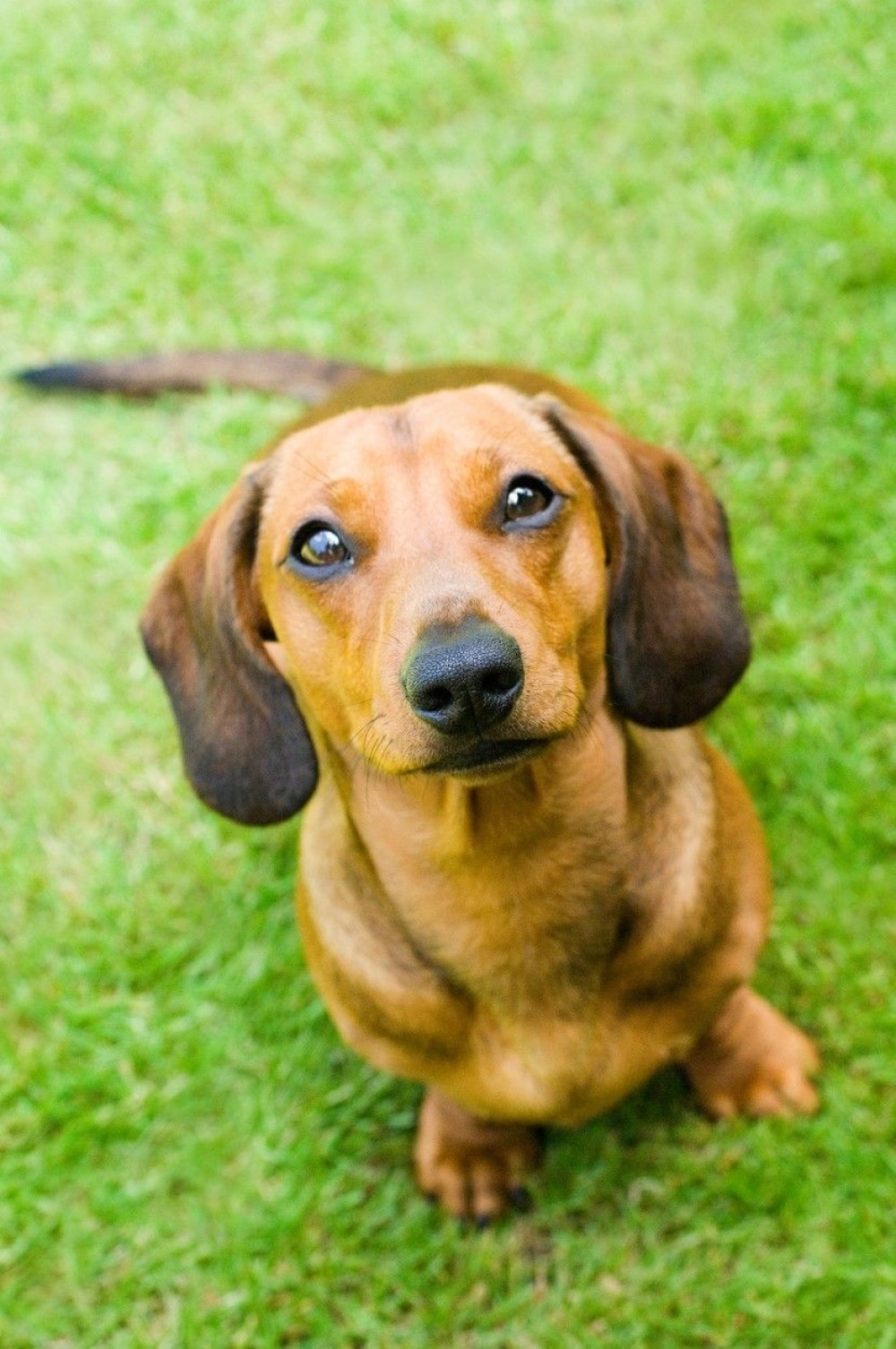 Ovo su najagresivniji psi