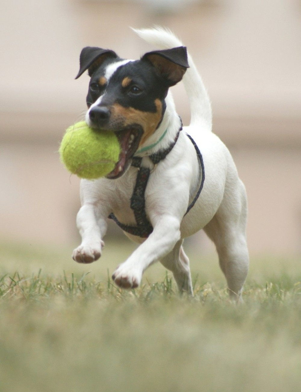 Naučite vašu kucu da vam vraća lopticu