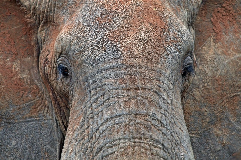 Slonovi spasavaju turiste od poplava