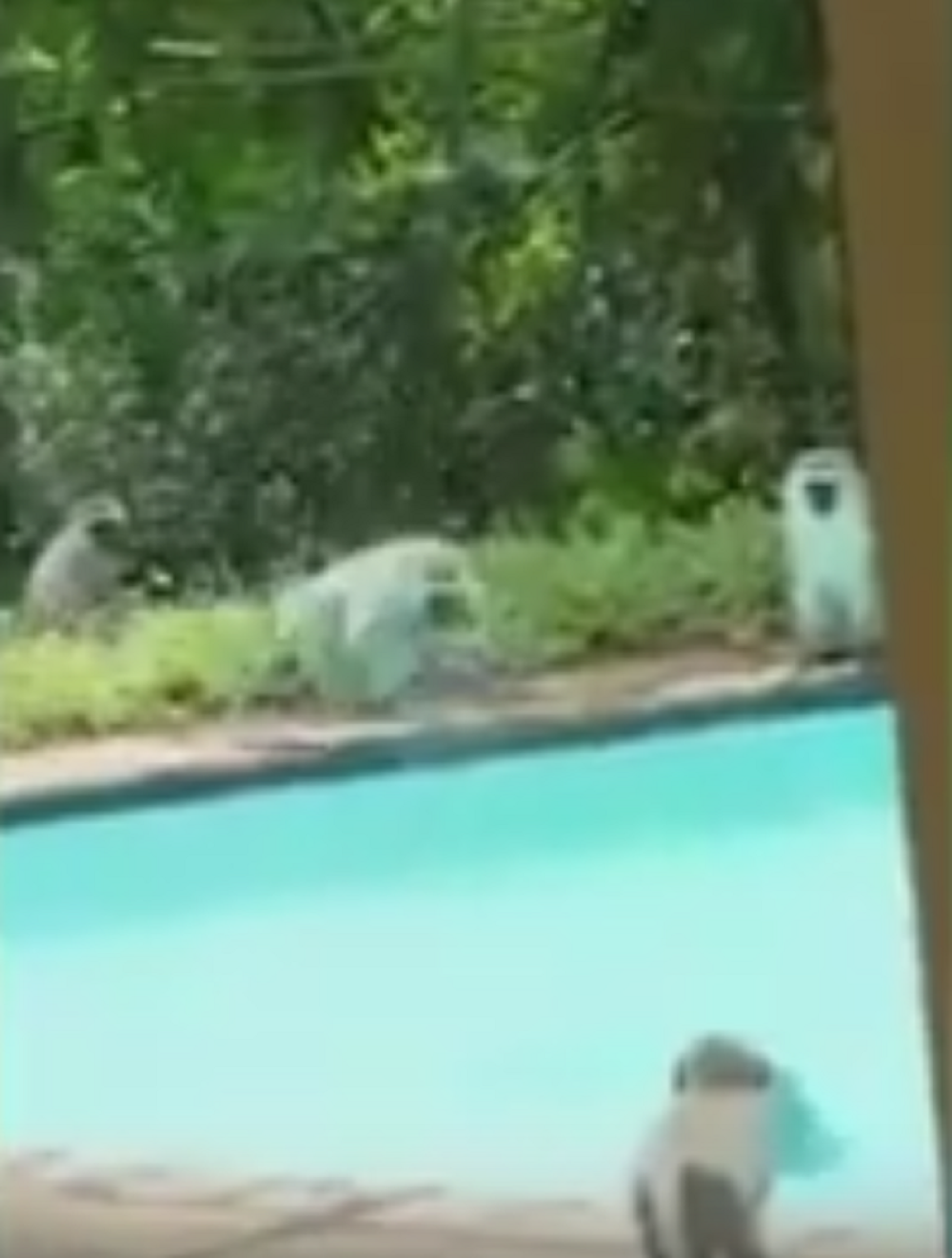 Ovako majmuni prave žurku na bazenu! (VIDEO)