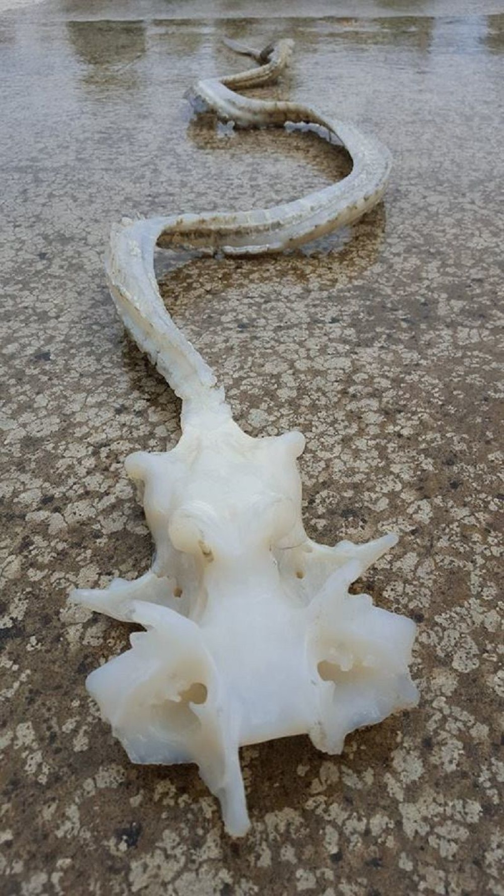 Pronašli čudovište na plaži (FOTO)