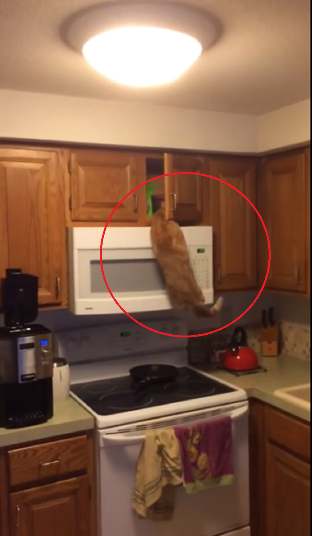 Pogledajte gde se ova maca popela zbog hrane! (VIDEO)