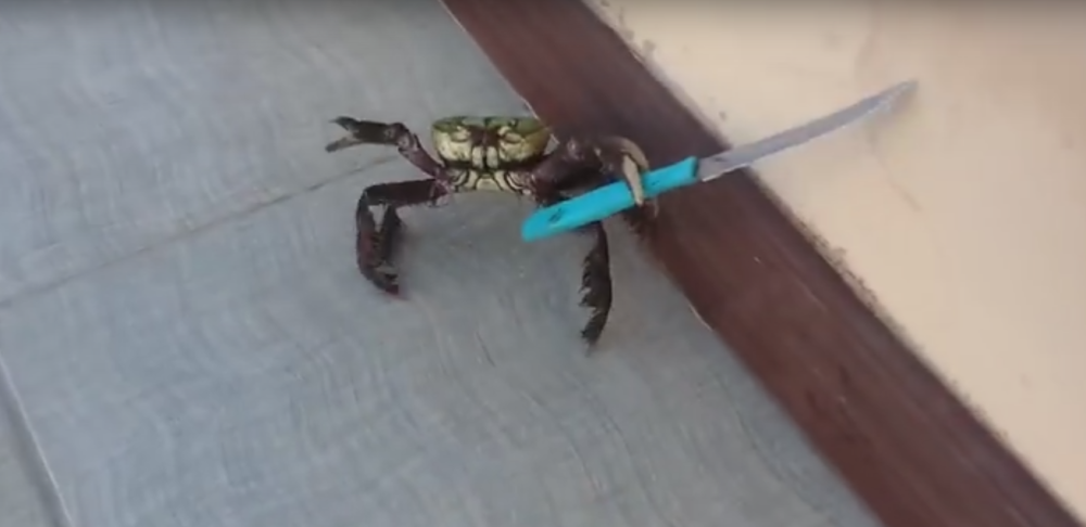 Gangster kraba s nožem beži od lonca! (VIDEO)