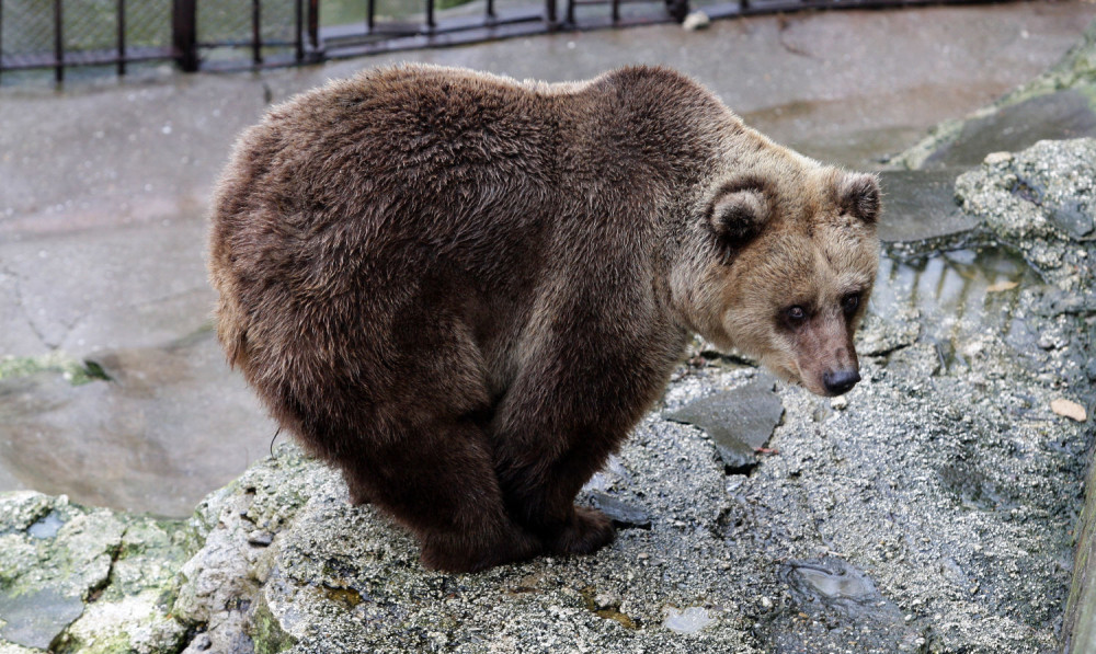 Mečka Gordana prespavala jutro