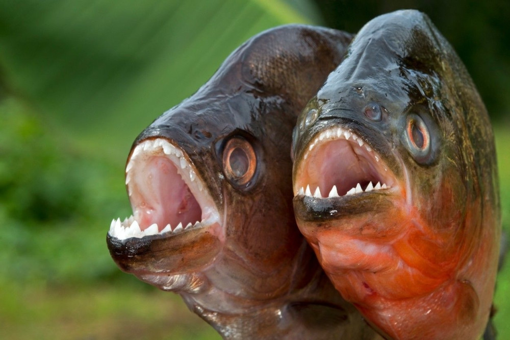 Carinici zaustavili čuvenog kuvara na aerodromu, pa mu kopali po torbi, a onda su počeli da vade PIRANE!