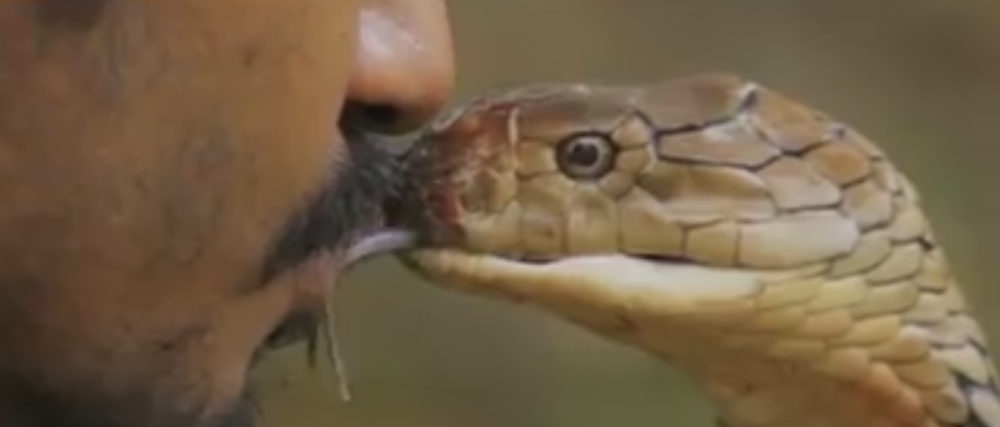 Dreser poljubio kraljevsku kobru! (VIDEO)