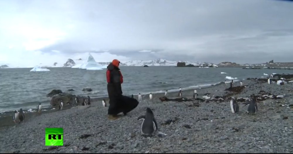 Patrijarh među pingvinima (VIDEO)