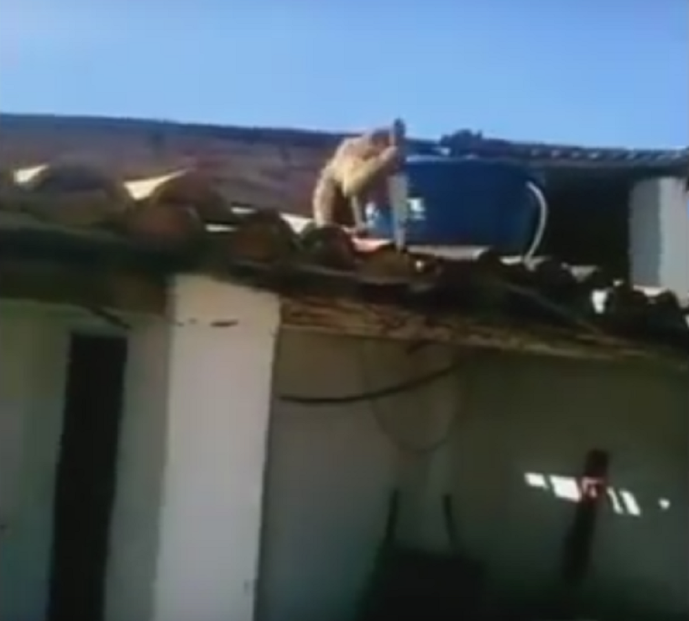 Pijani majmun se dokopao noža i popeo na krov! (VIDEO)