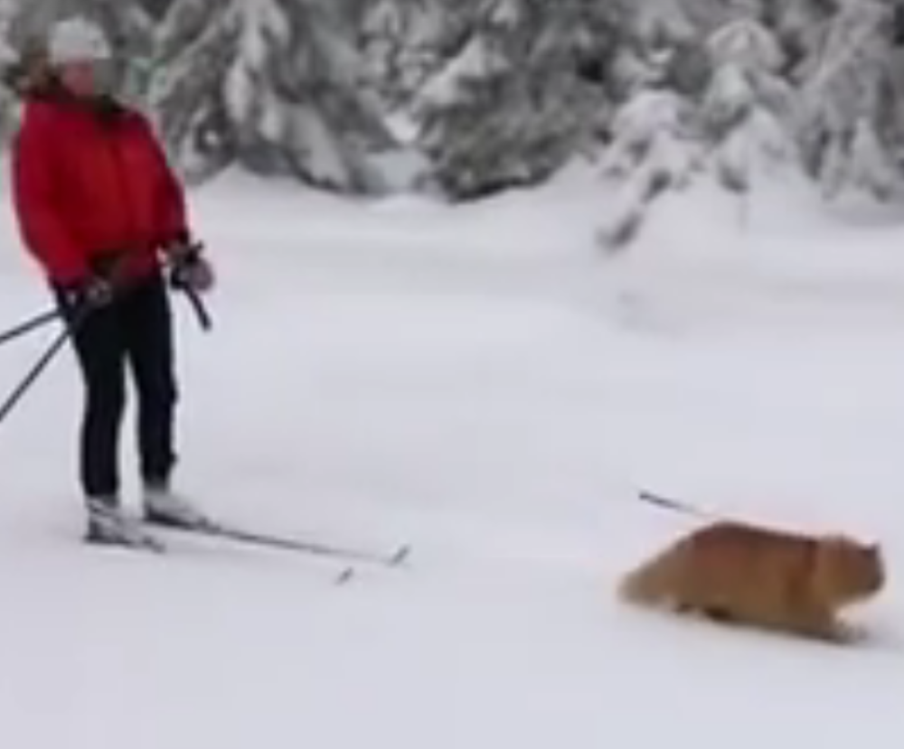 Mačka vuče devojku na skijama! (VIDEO)