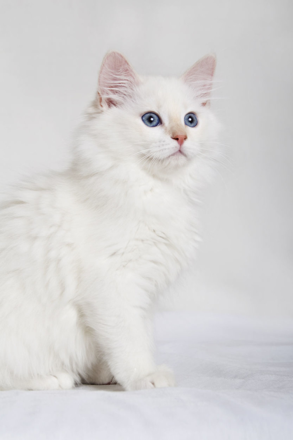 Izgubili mačka u Grčkoj, vratili im ga u Norveškoj!