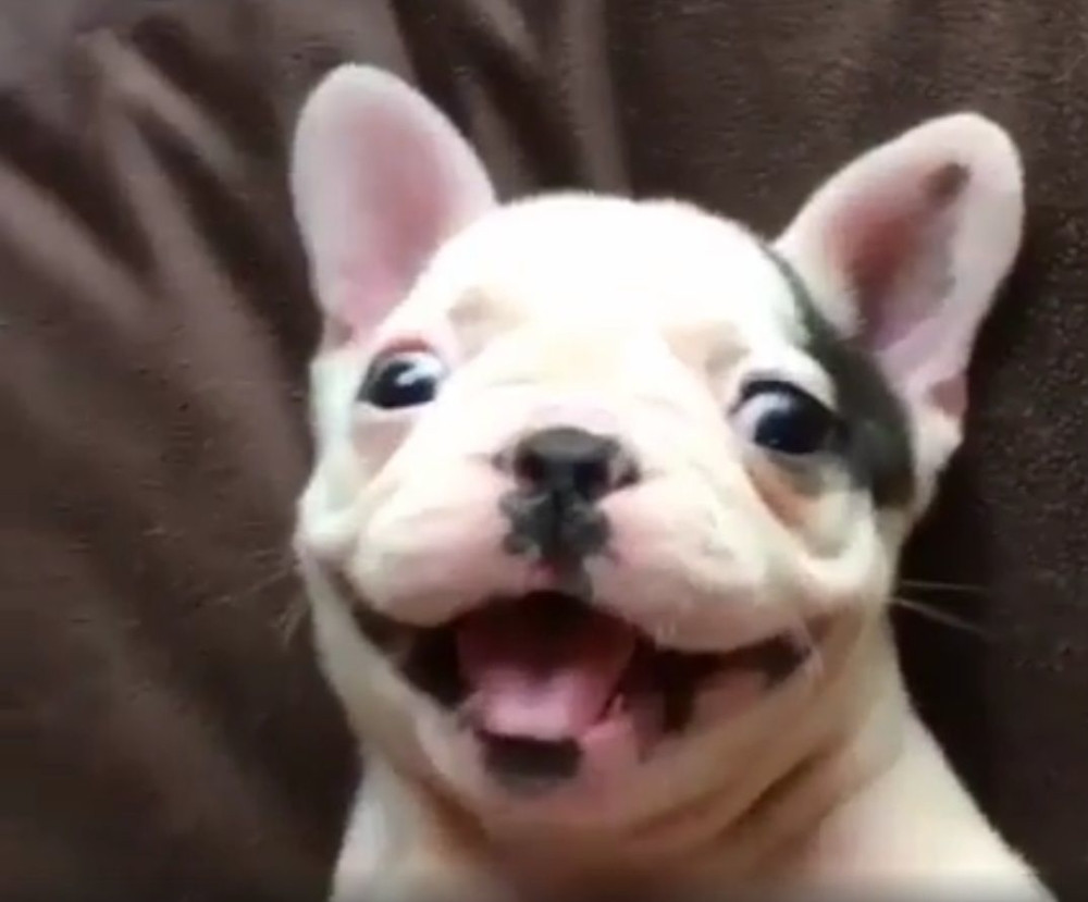 Najsrećnije kuče na svetu (VIDEO)