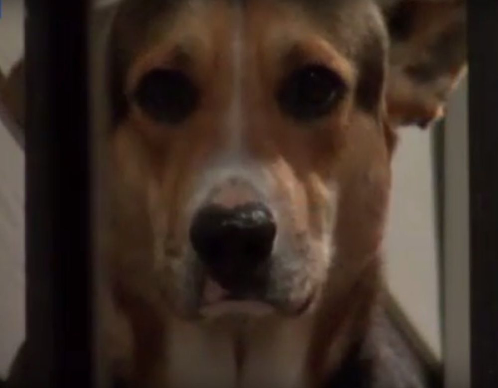 Priča o ovom psu će vas rasplakati (VIDEO)