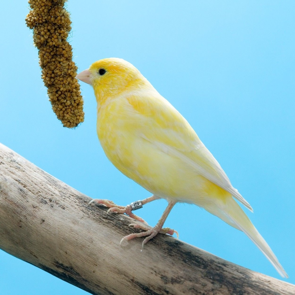 Krao kanarince po Banjaluci?!