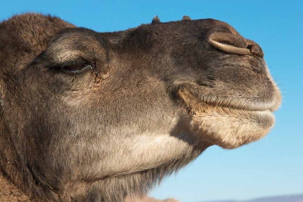 Napuštene kamile pronašle dom u Jagodini!