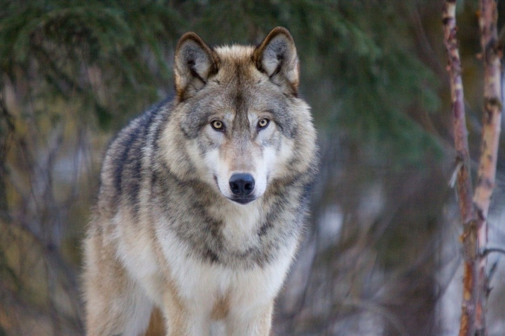 Počinju VUČJI DANI, pridržavajte se ovih običaja da vas ne stigne zla sudbina!