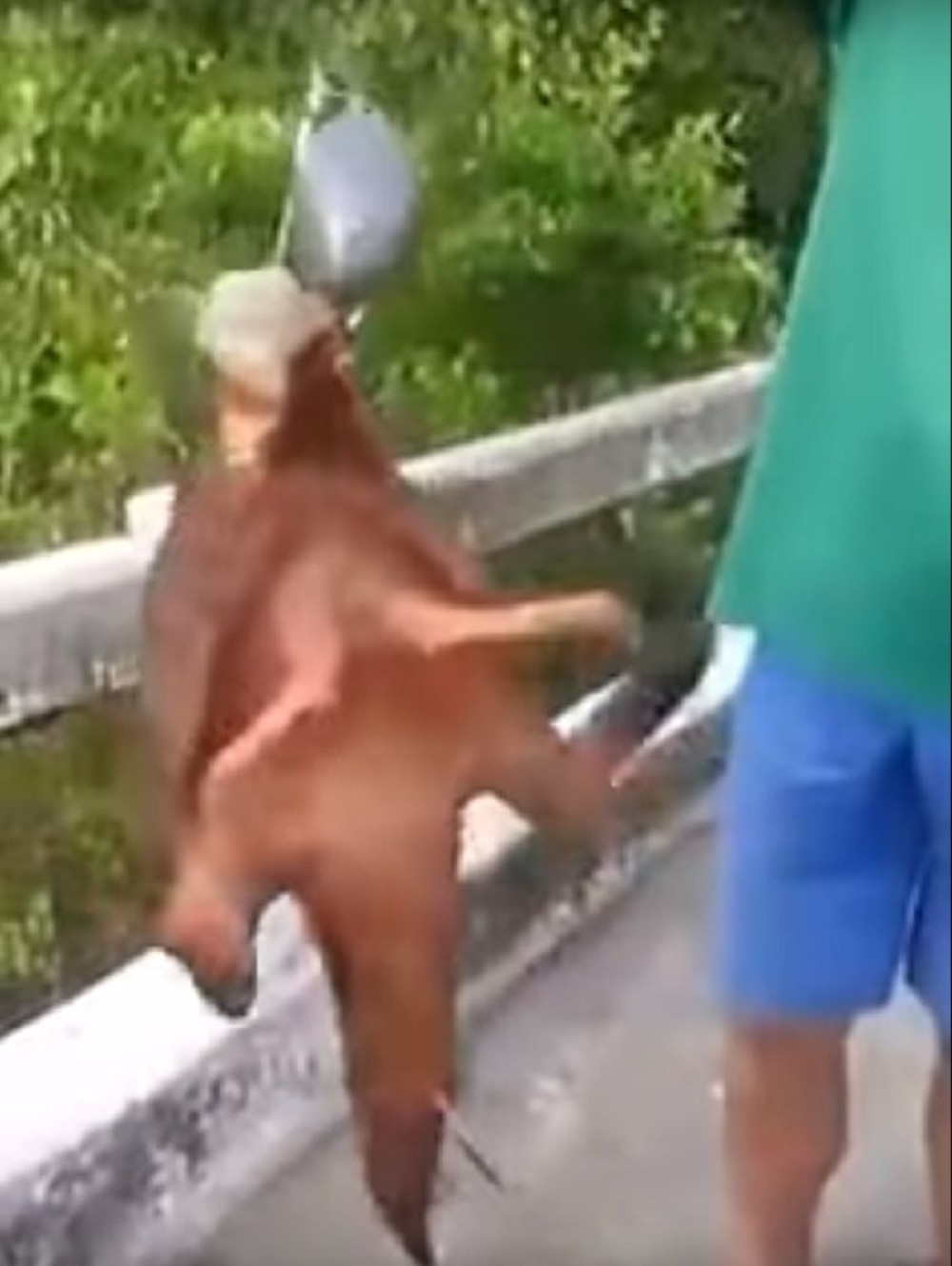 Ribolovci ulovili "čudovište"! (VIDEO)