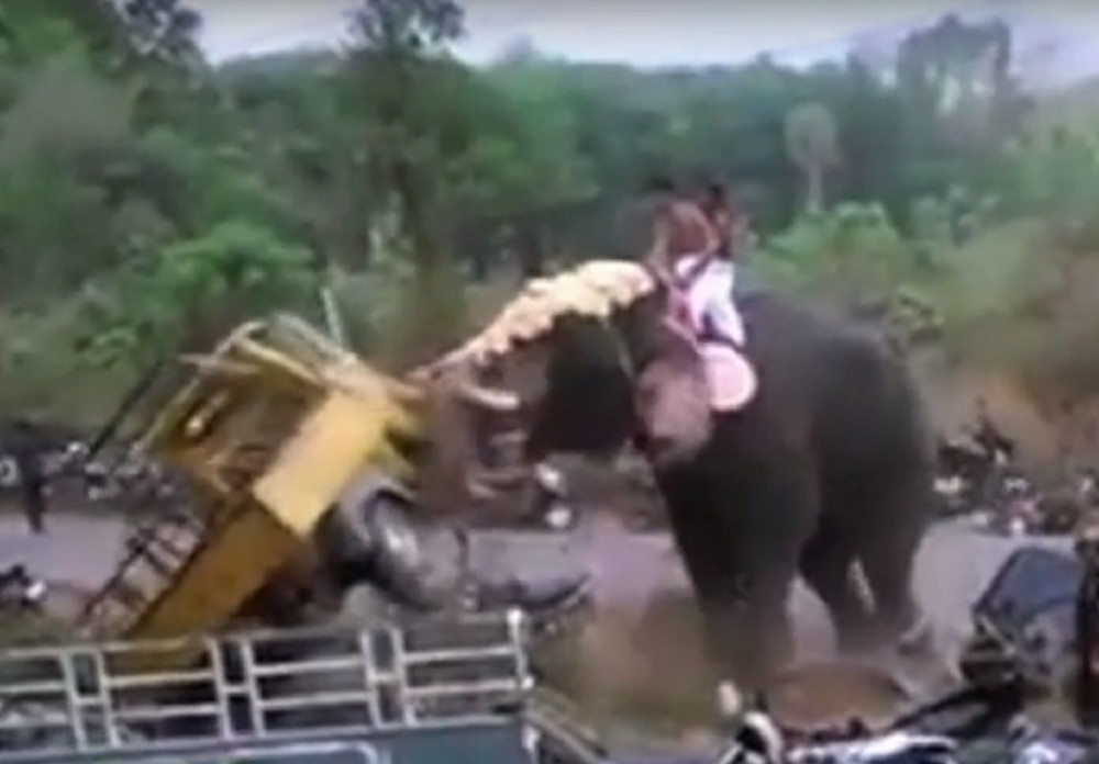 Pobesneli slon prevrtao automobile (VIDEO)