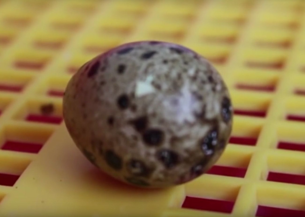 U Kini pronađeni fosili 215 jaja pterosaurusa