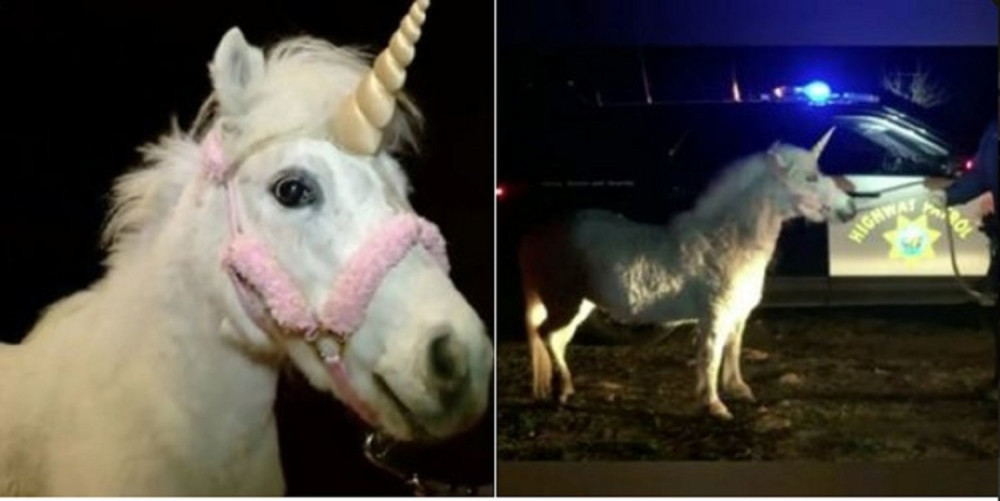 Policija jedva uhvatila jednoroga (FOTO)