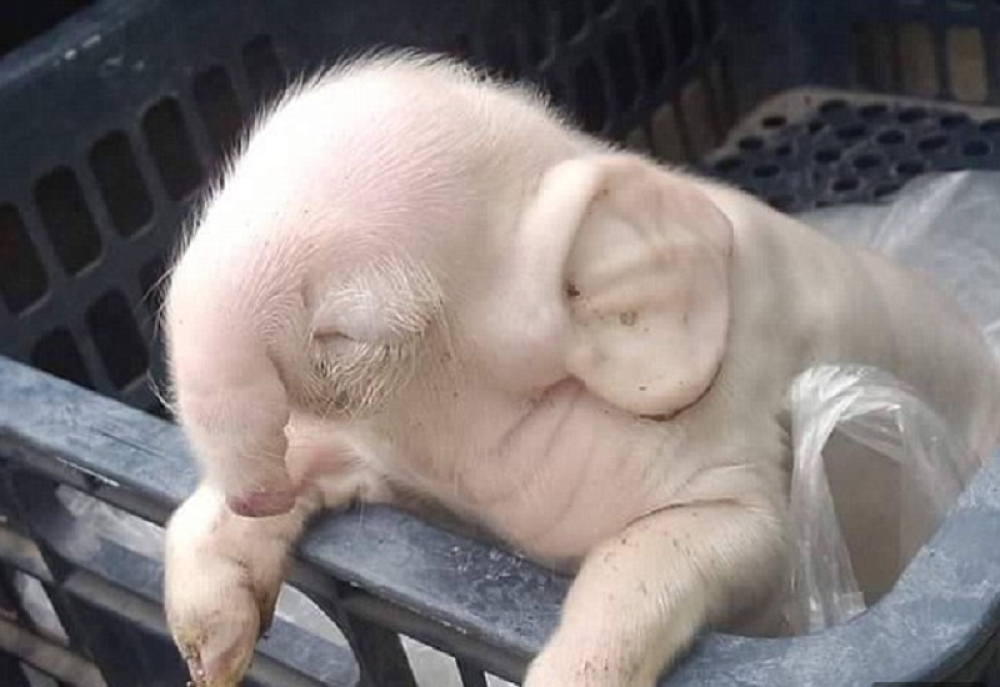 Ovakvo stvorenje još niste videli! (FOTO)