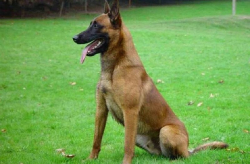 Policijski pas uginuo na dan sahrane svog vodiča