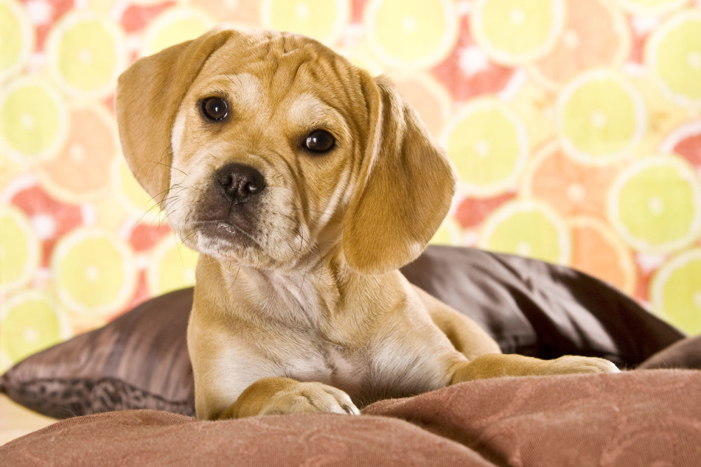 Evo koliko često treba kupati psa!