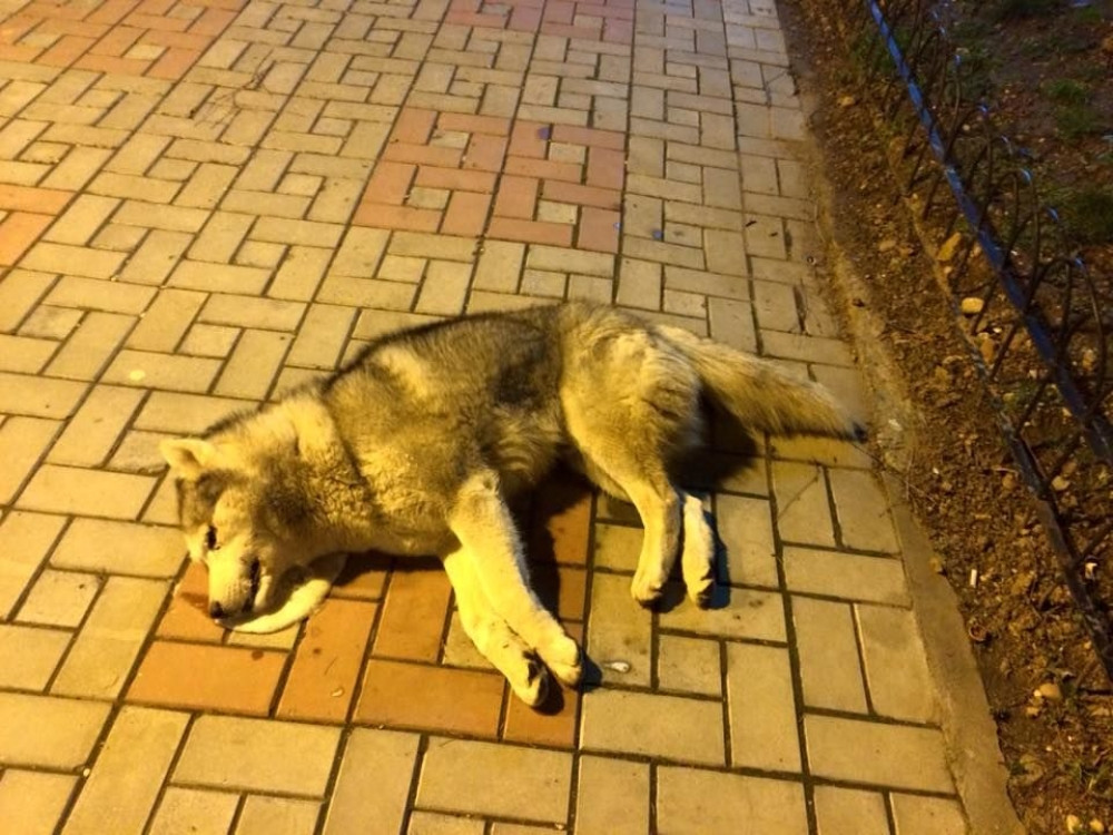 Mrtvi psi leže po Paraćinu (UZNEMIRUJUĆI FOTO)