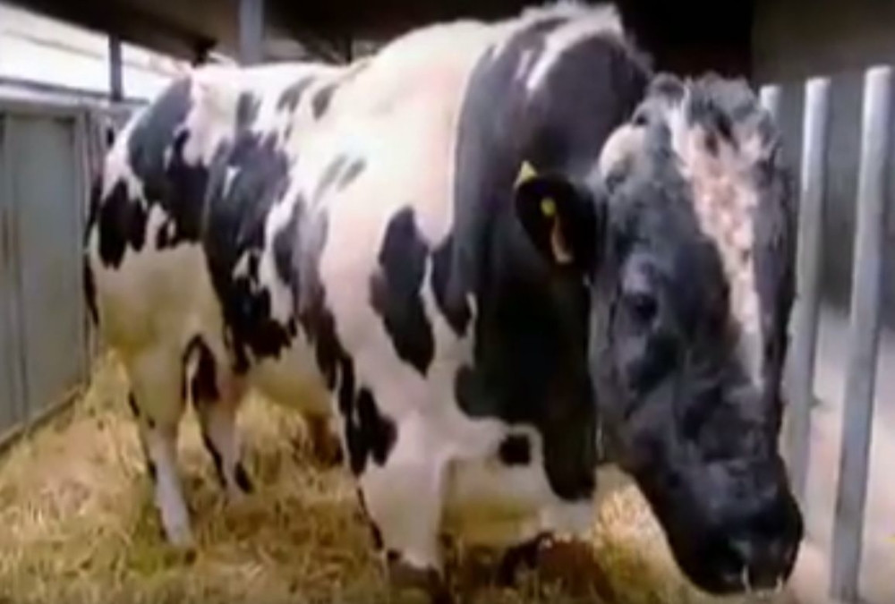 Ovako izgleda „superkrava” (VIDEO)