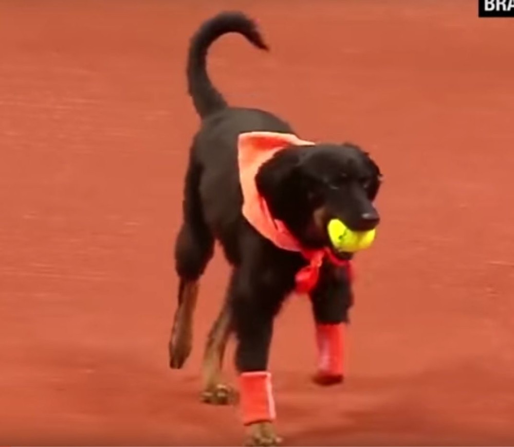 Pse lutalice pustili da skupljaju loptice (VIDEO)