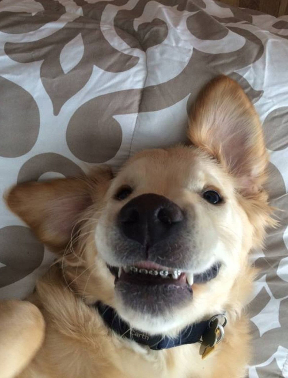 Pas sa protezom hit na internetu! (VIDEO)