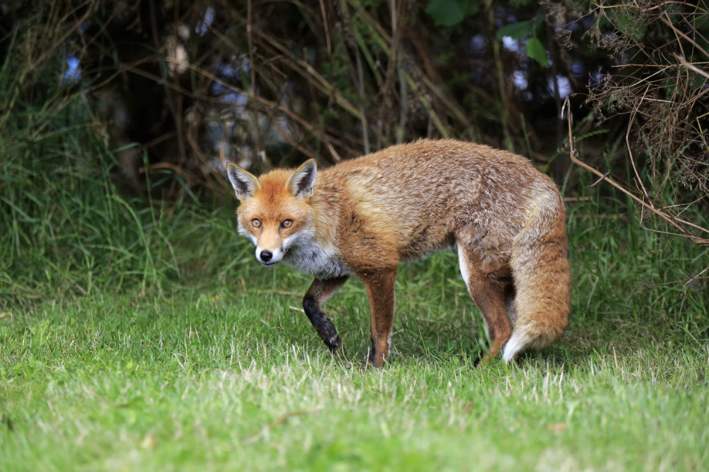 U Novom Sadu našli mrtvu lisicu (FOTO)