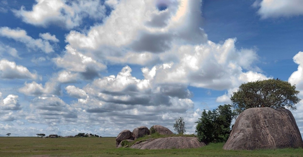 Vidite li lava u zasedi na ovoj fotografiji?