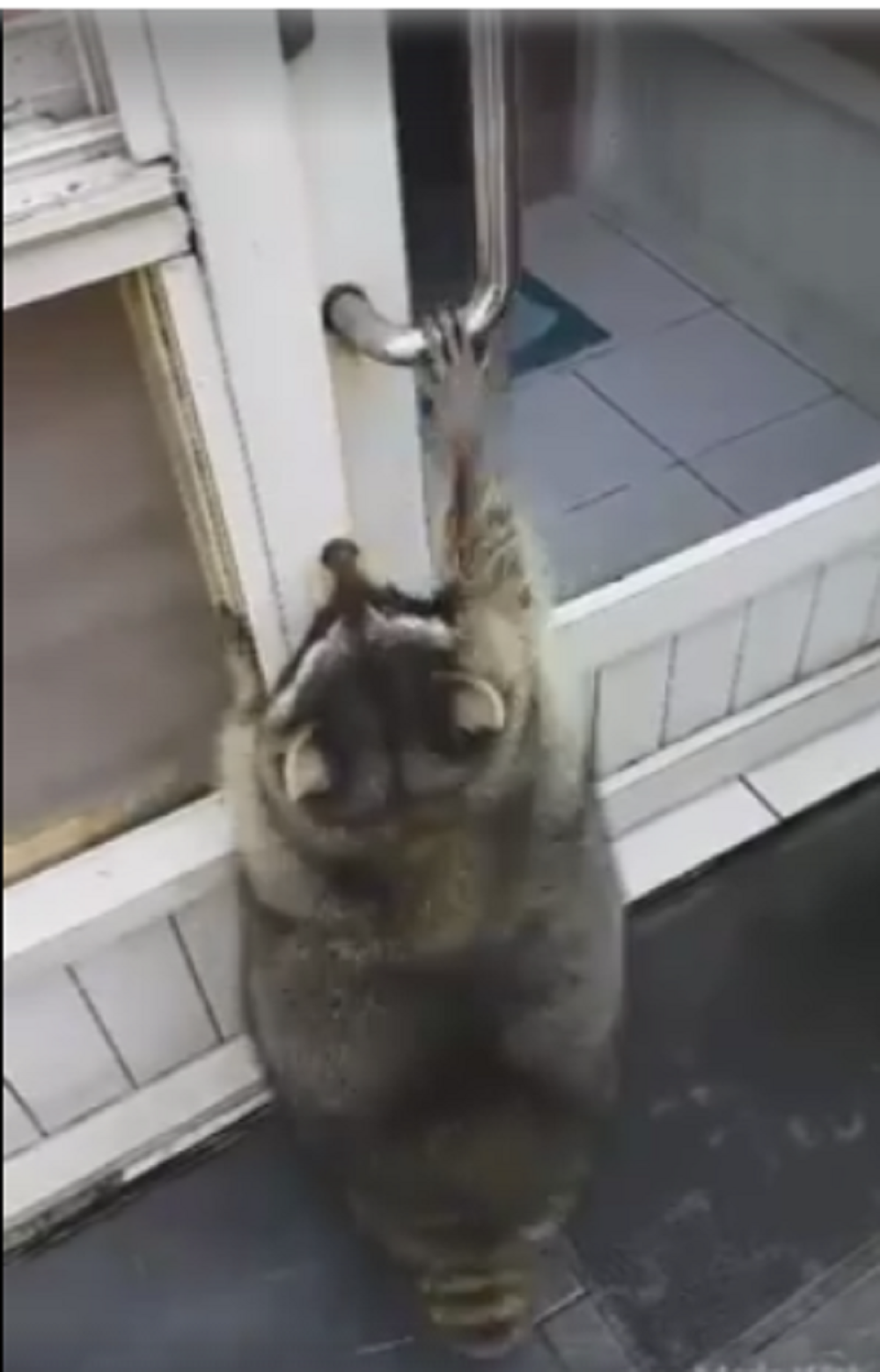 Rakun debeljuca ne može da otvori vrata (VIDEO)