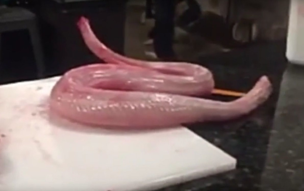 Zbog ovog horora nećete moći da spavate! (UZNEMIRUJUĆI VIDEO)