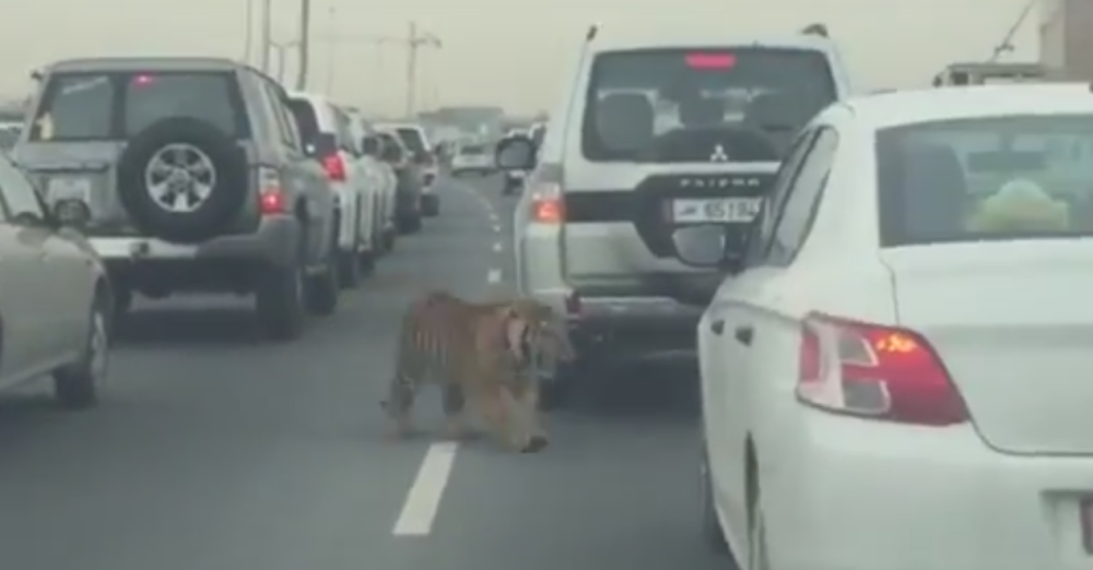 Tigar zaustavio saobraćaj na autoputu! (VIDEO)