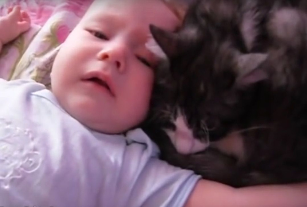 Ova mačka je idealna dadilja (VIDEO)