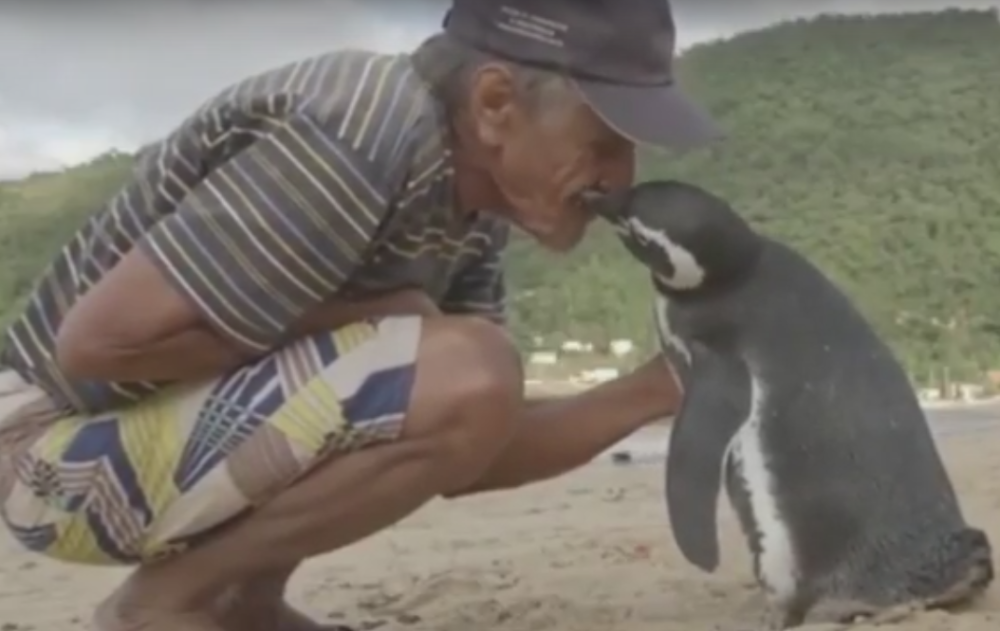 Pingvin zbog spasioca svake godine pređe 8.000 kilometara!