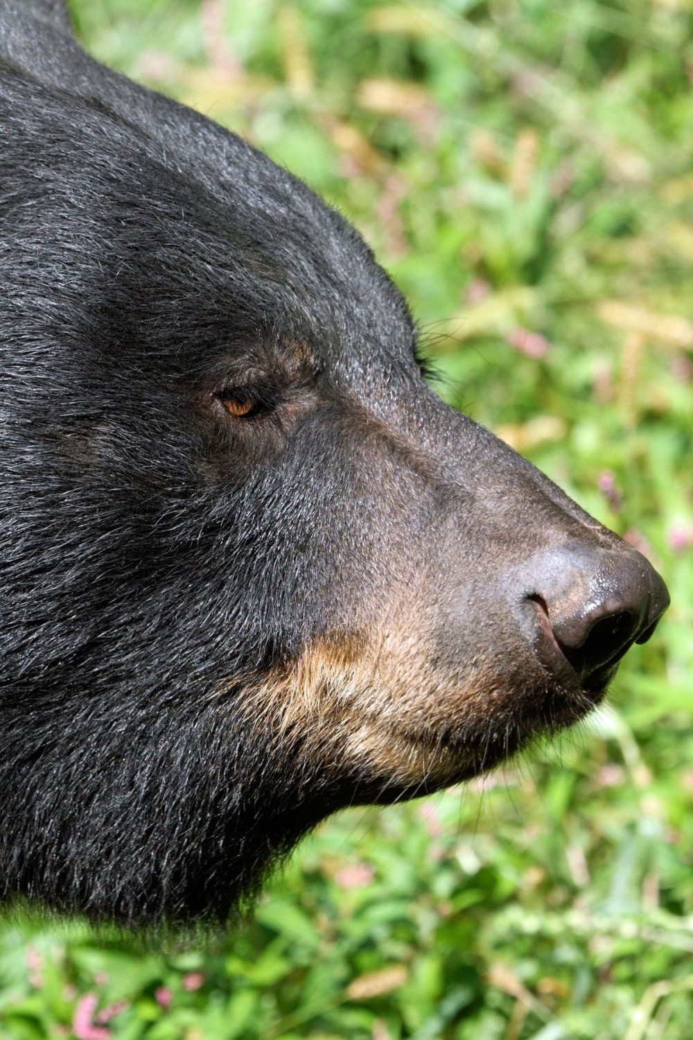 Nudio tri medveda za stan u Novom Sadu!