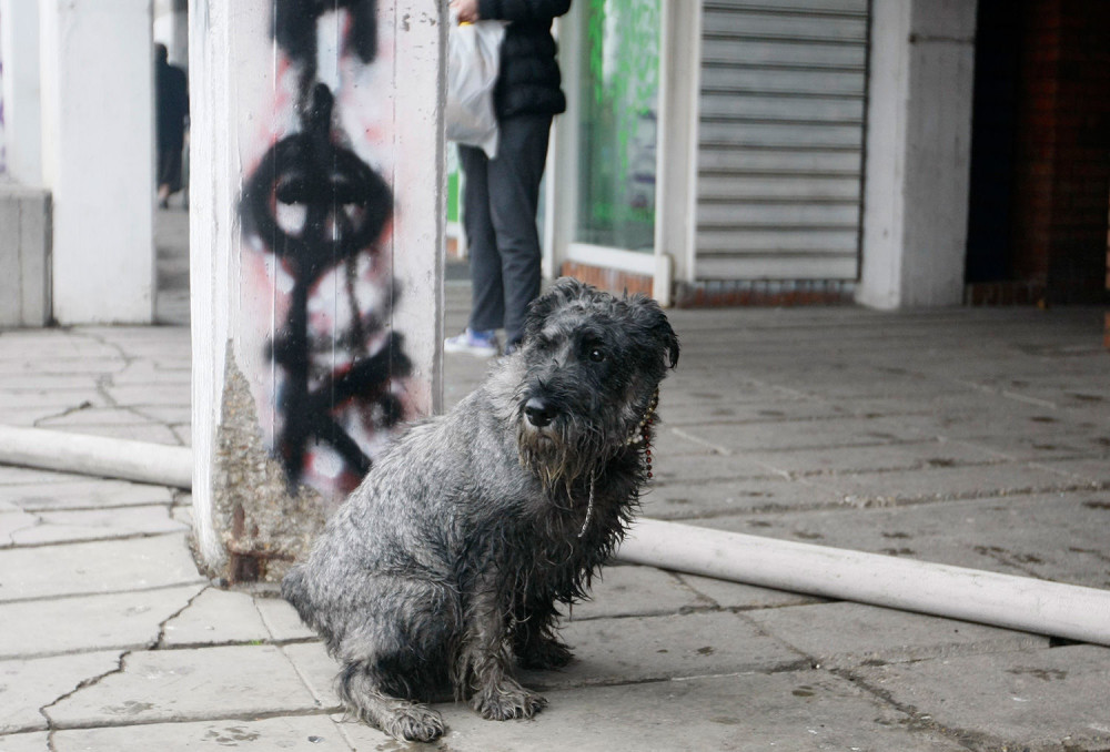 Pas koji je preživeo stravičan požar ima novu porodicu