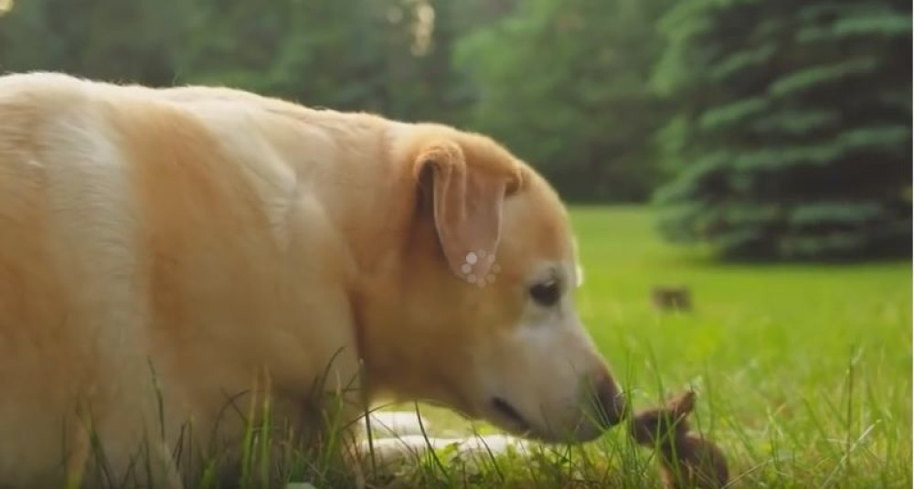 Neobično prijateljstvo mini zeca i psa (VIDEO)