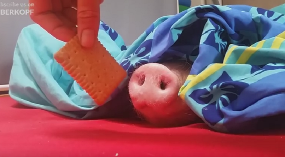 Ovo prase će vam ulepšati dan (VIDEO)