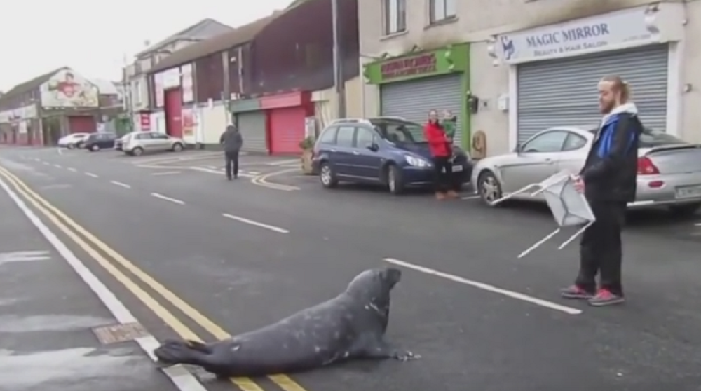 Foka svraća do restorana po ribu (VIDEO)